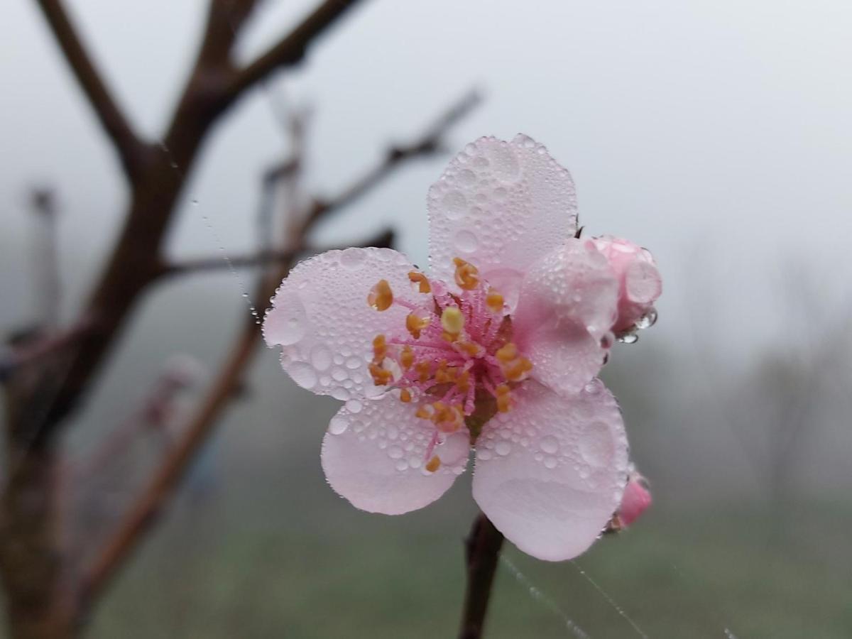 Moc Chau Peachy Garden Lejlighed Eksteriør billede